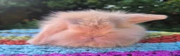 Angora rabbits for sale: 💜STUNNING TEDDYWIDDER X MINI LOP BABIES 💜 - Advert 7