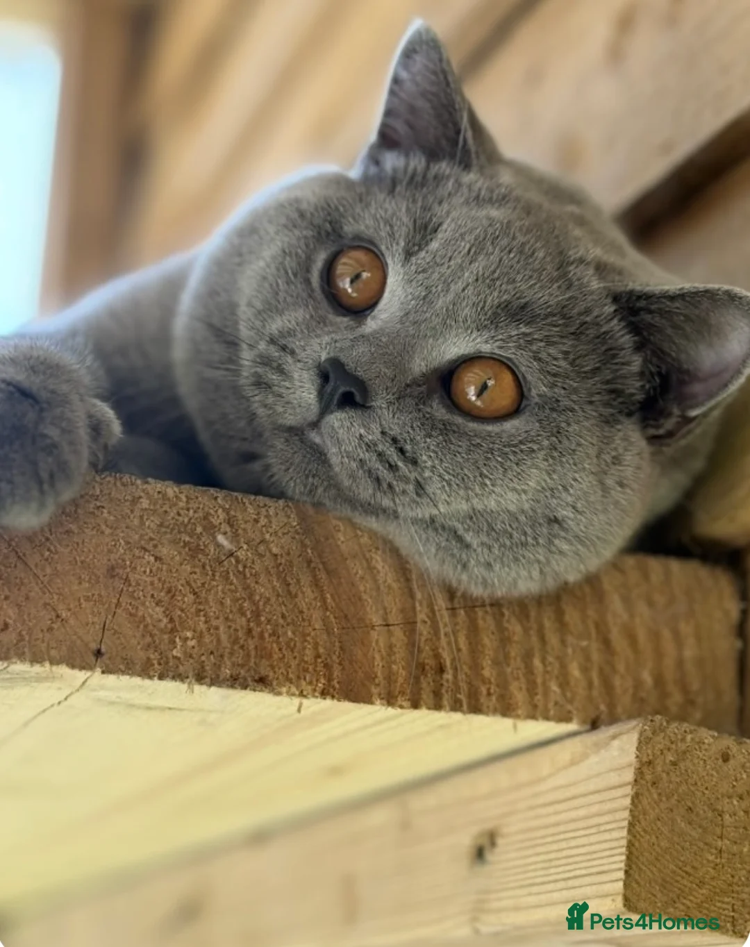 British Shorthair cats for stud: 💙 RARE COLOUR STUDS GCCF & TICA EAST MIDLANDS  in Derby - Advert 10
