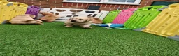 Golden Retriever dogs for sale: READY TO RESERVE  in Bradford - Advert 10