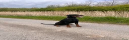 Dobermann dogs for stud: Elite Dobermann Stud Available  - Advert 1