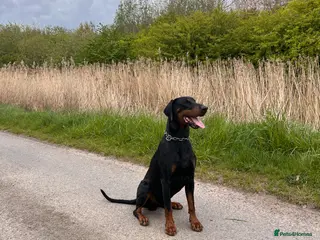 Dobermann dogs Elite Dobermann Stud Available - Advert 18