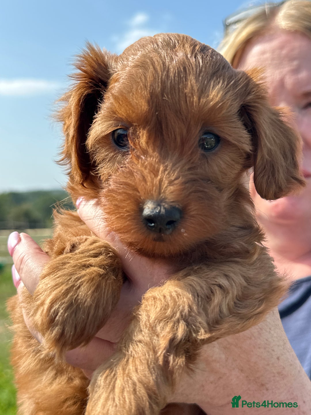 Cockapoo dogs for sale: Stunning litter of Red FIB cockapoo Girls  - Image 8
