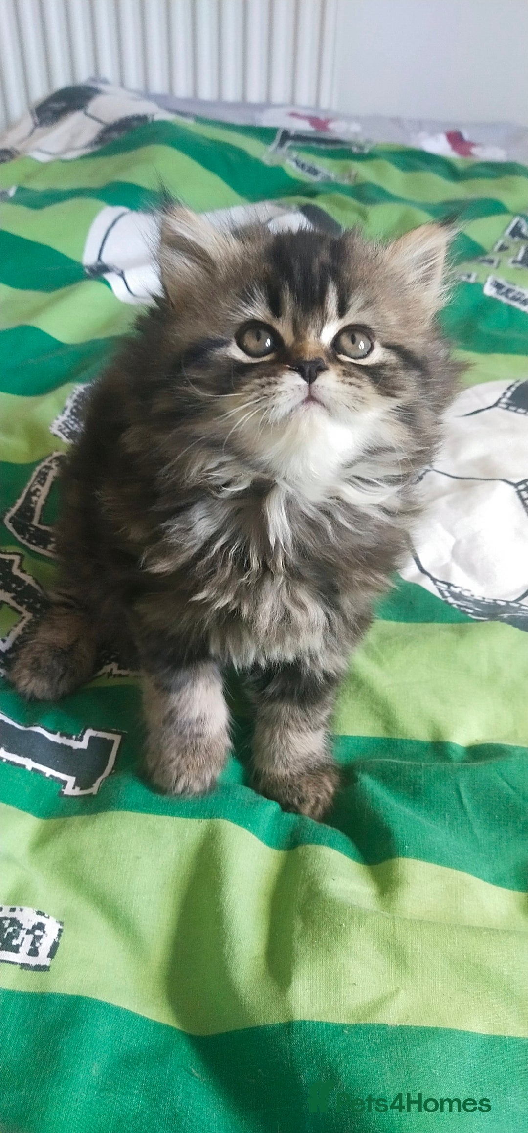 Persian cats for sale: Persian kittens  - Image 7