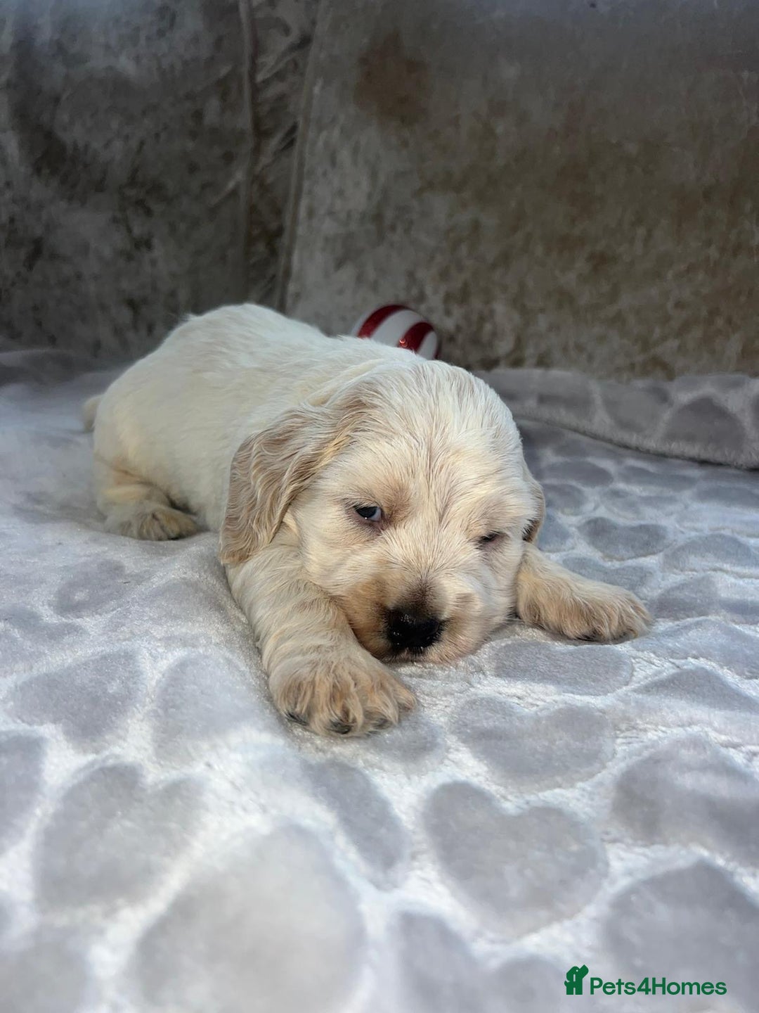 Cocker Spaniel dogs for sale: Kc registered show cocker spaniels  - Advert 3