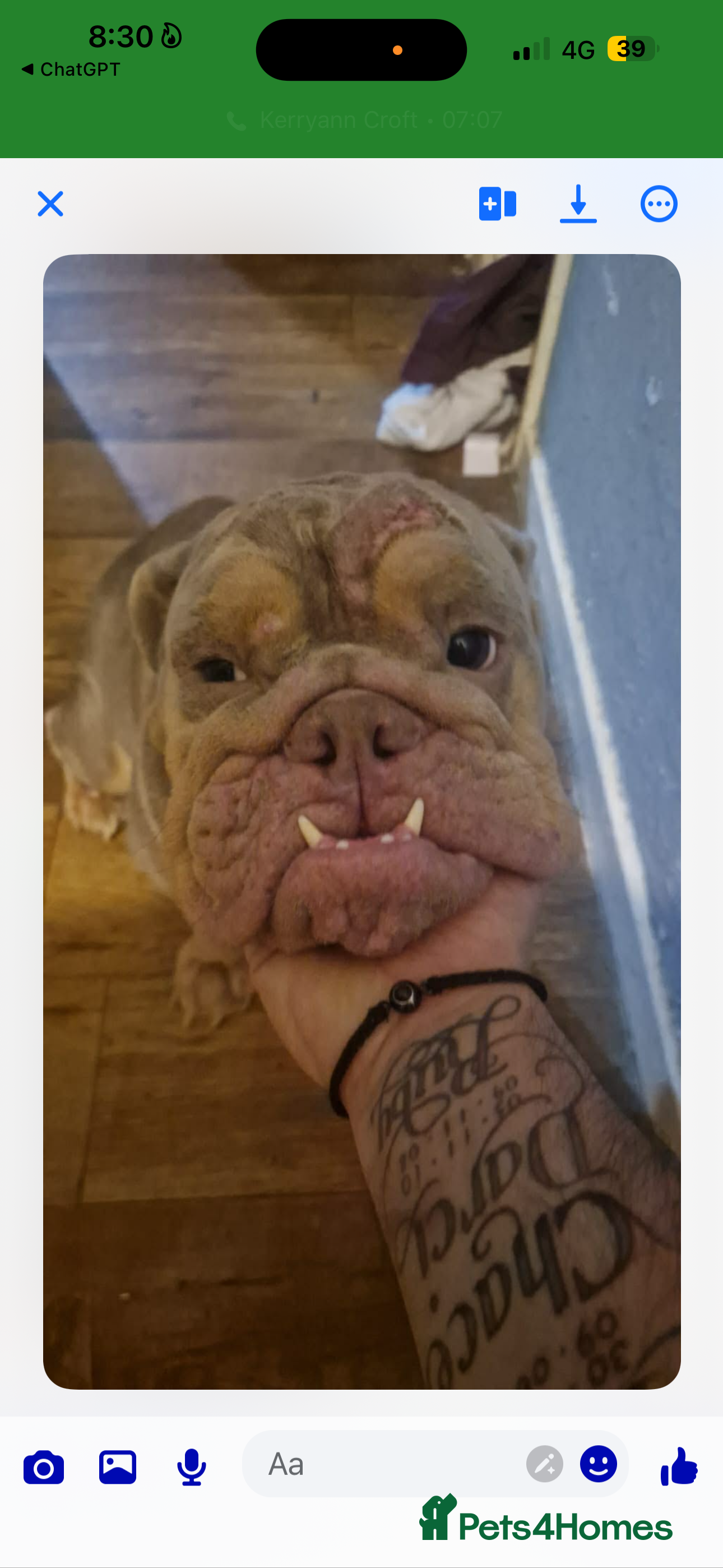 English Bulldog dogs Pure bred English bulldog  in Corby - Advert 5