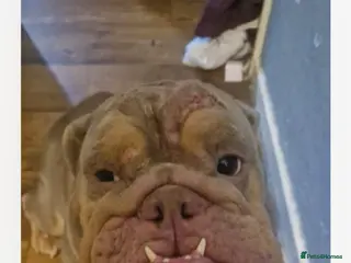 English Bulldog dogs Pure bred English bulldog in Corby - Advert 5