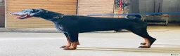 Dobermann dogs for sale: 1YO Male - FULLY HEALTH & HEART TESTED PARENTS in Whitland - Advert 3