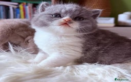 British Shorthair cats for sale: British Shorthair Kittens  - Image 4