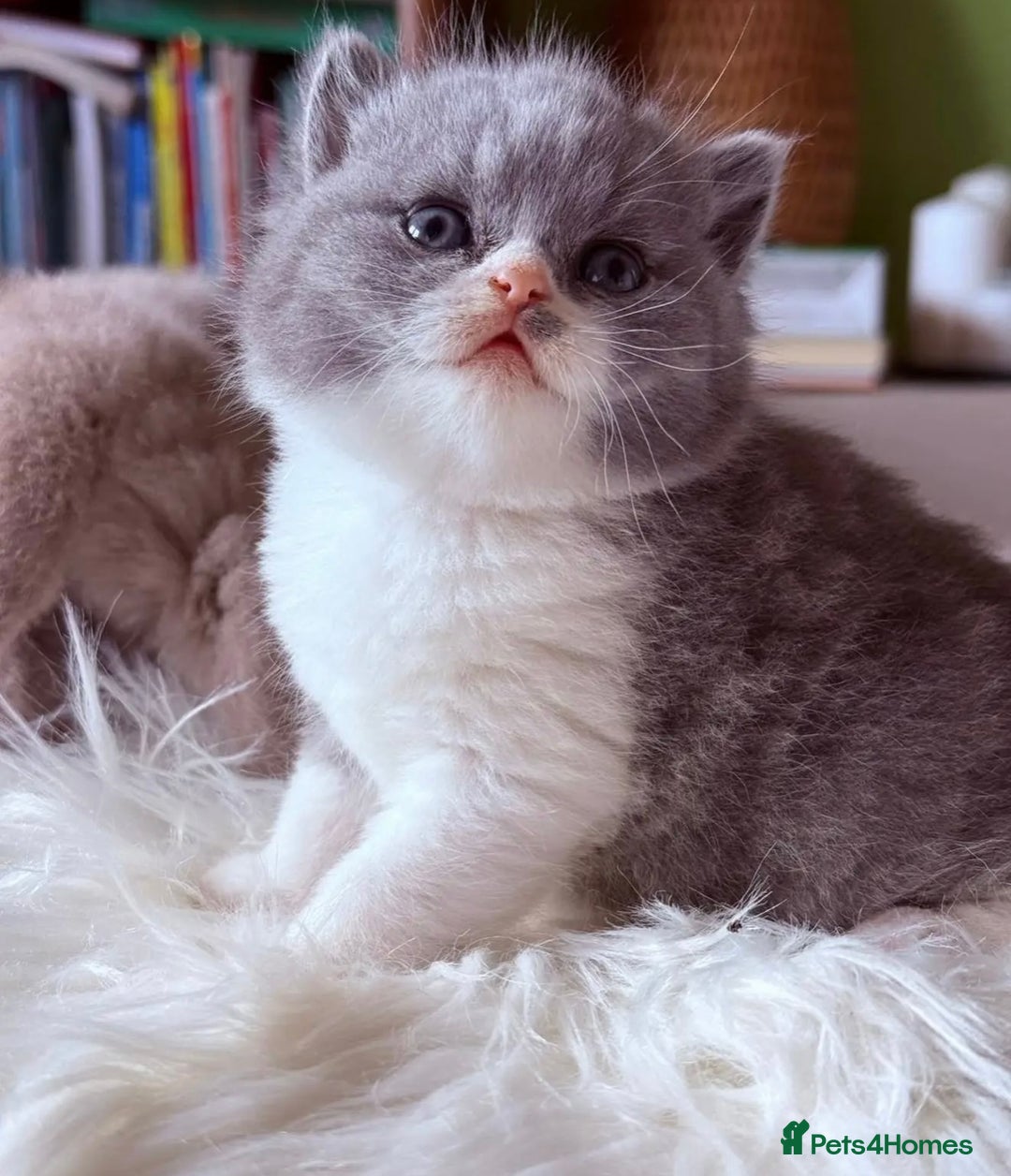 British Shorthair cats for sale: British Shorthair Kittens  - Image 4