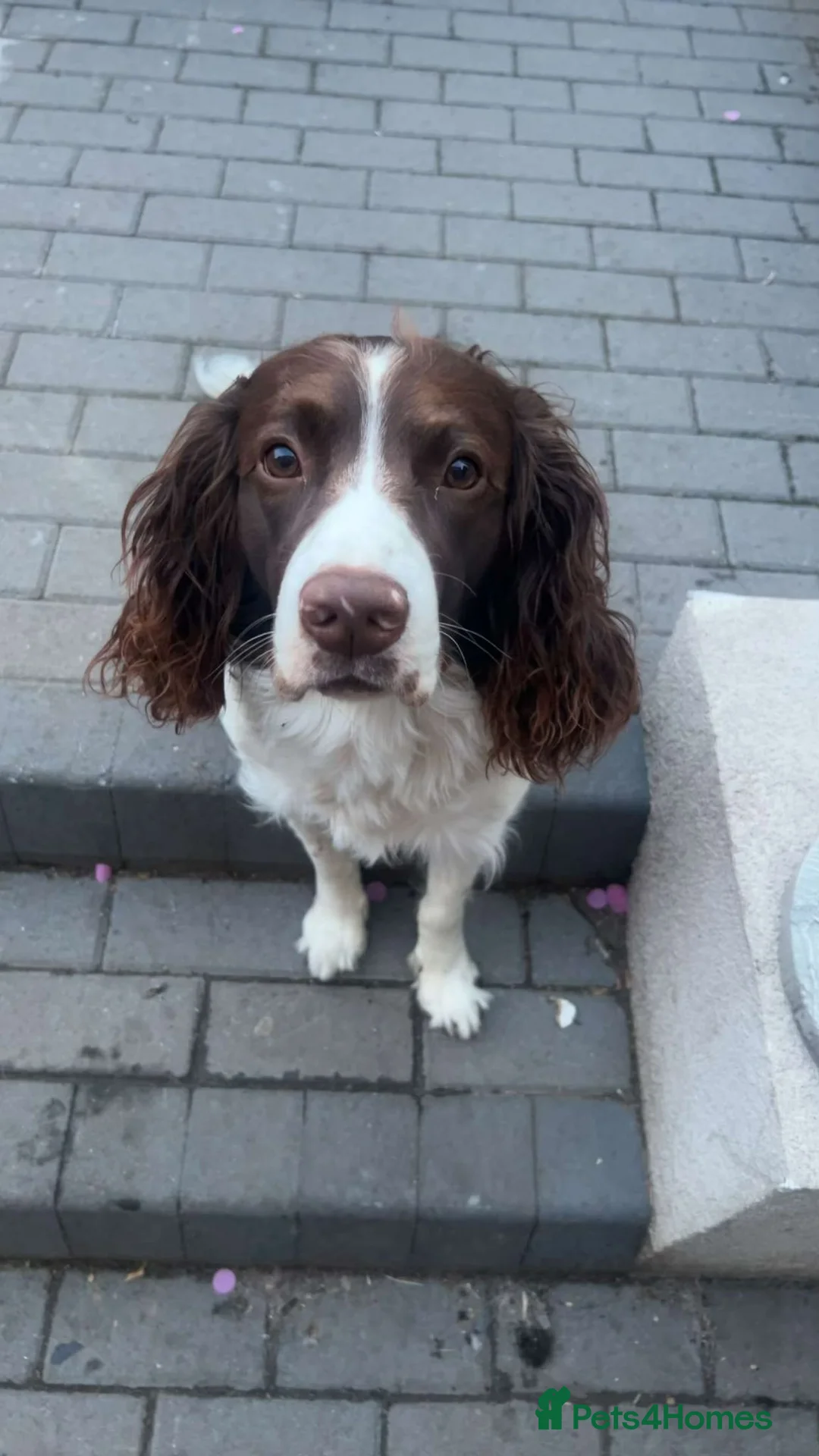 English Springer Spaniel dogs for sale: English springer spaniel boy puppy  in Coventry - Advert 8