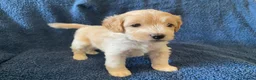 Cockapoo dogs for sale: Belles beautiful Angels  - Advert 34