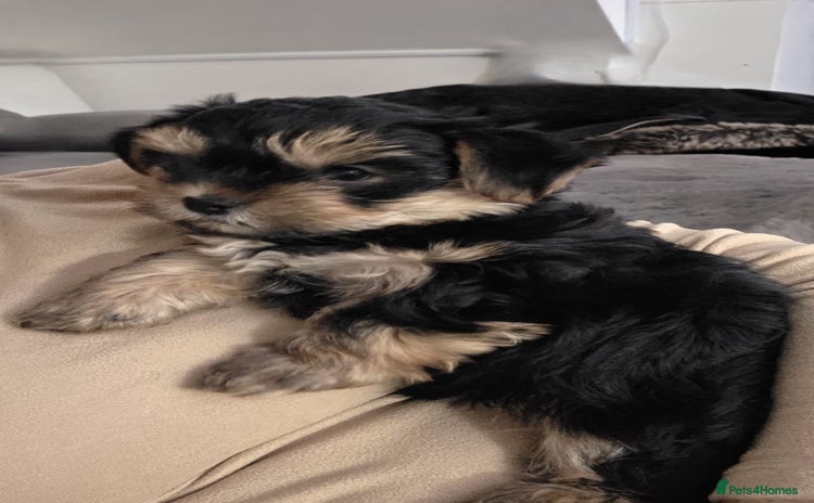 Yorkshire Terrier dogs - Advert 7