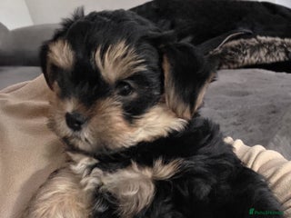 Yorkshire Terrier dogs Yorkshire terrier - Advert 6