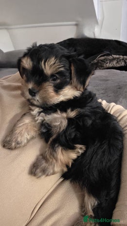 Yorkshire Terrier dogs - Advert 7