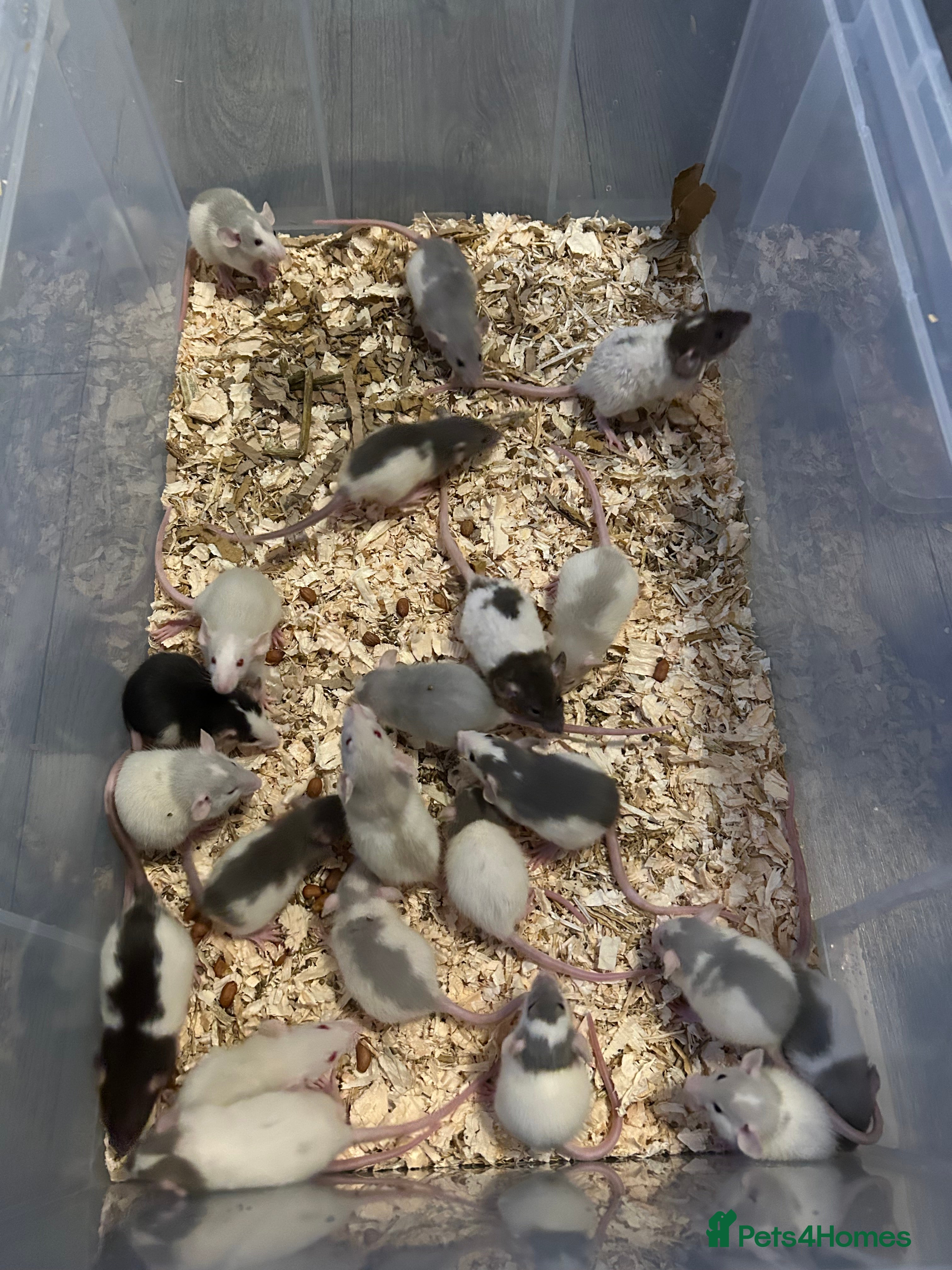 Rat rodents Baby dumbo rats male and female  - Advert 6