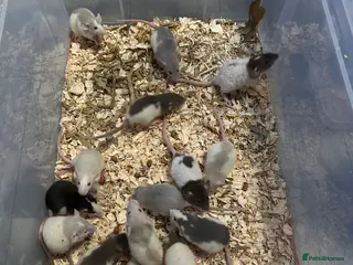 Rat rodents Baby dumbo rats male and female - Advert 1