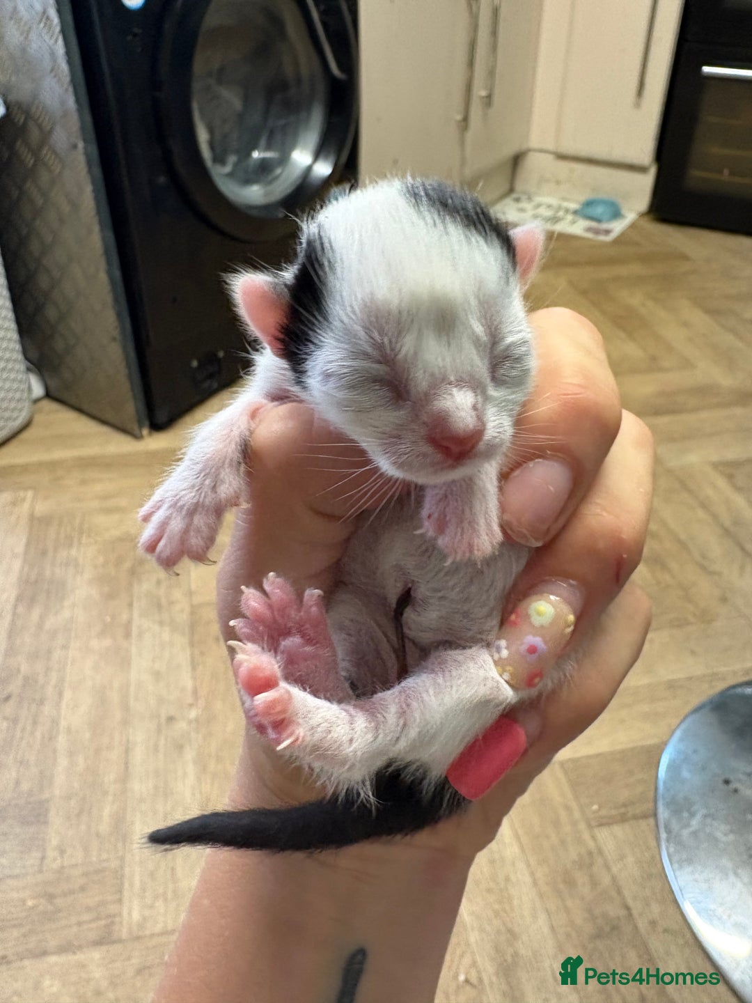 British Shorthair cats for sale: Three kittens ready 15th September  - Image 3