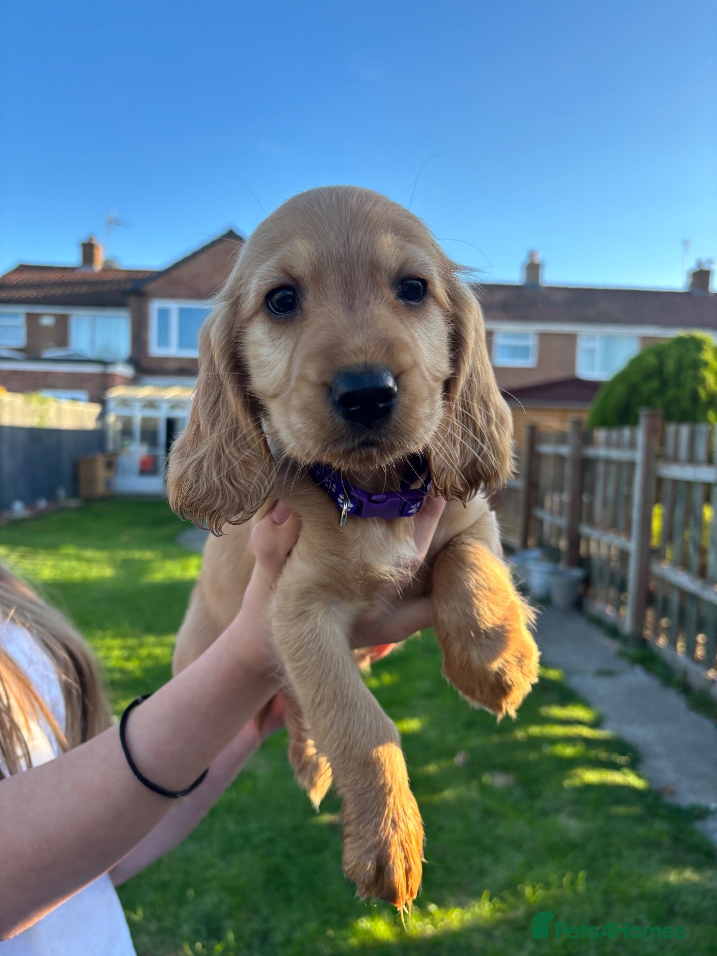Cocker Spaniel dogs for sale: Beautiful Cocker spaniel pups  - Advert 1