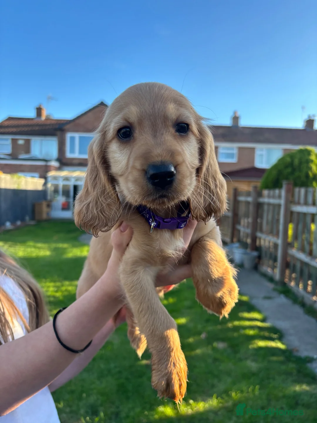 Cocker Spaniel dogs for sale: Beautiful Cocker spaniel pups  - Advert 1