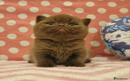 British Shorthair cats for sale: Tica registered British Shorthair kittens Champion - Image 33