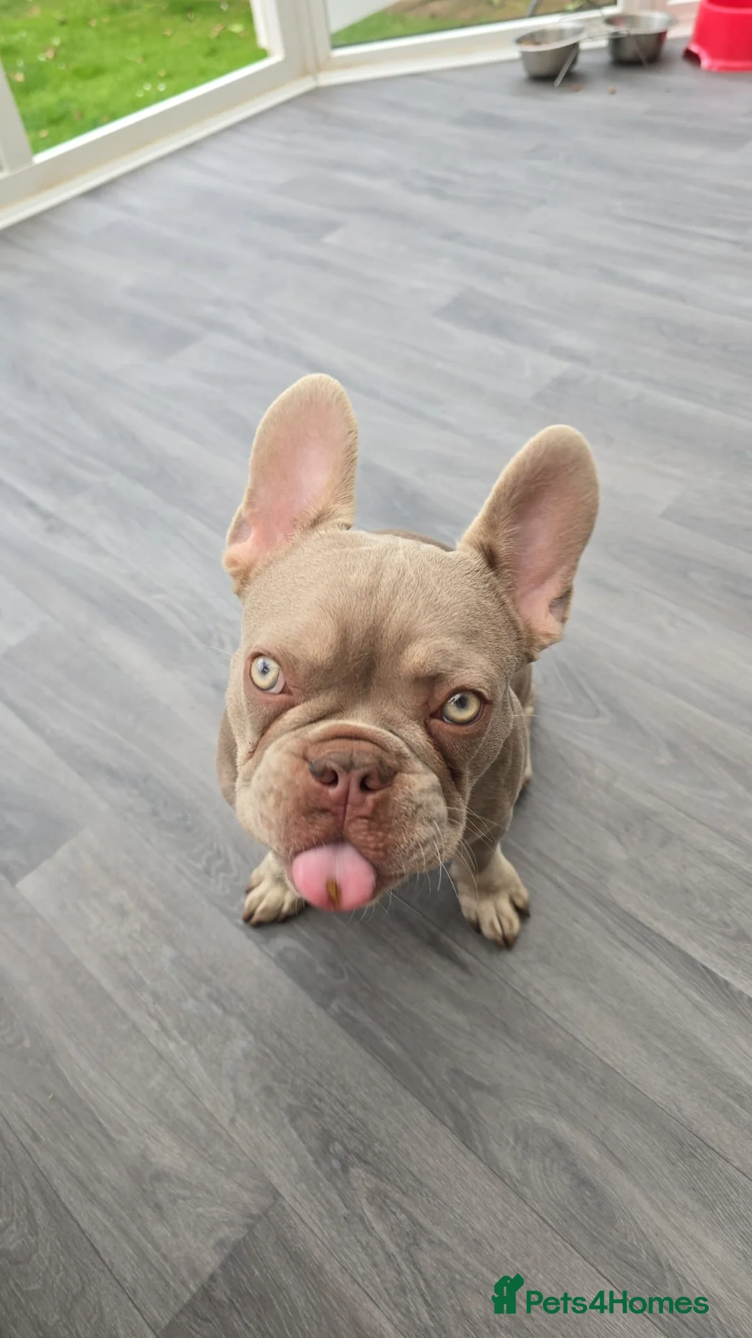 French Bulldog dogs for sale: 8 month old KC registered French bulldogs pups  - Advert 9