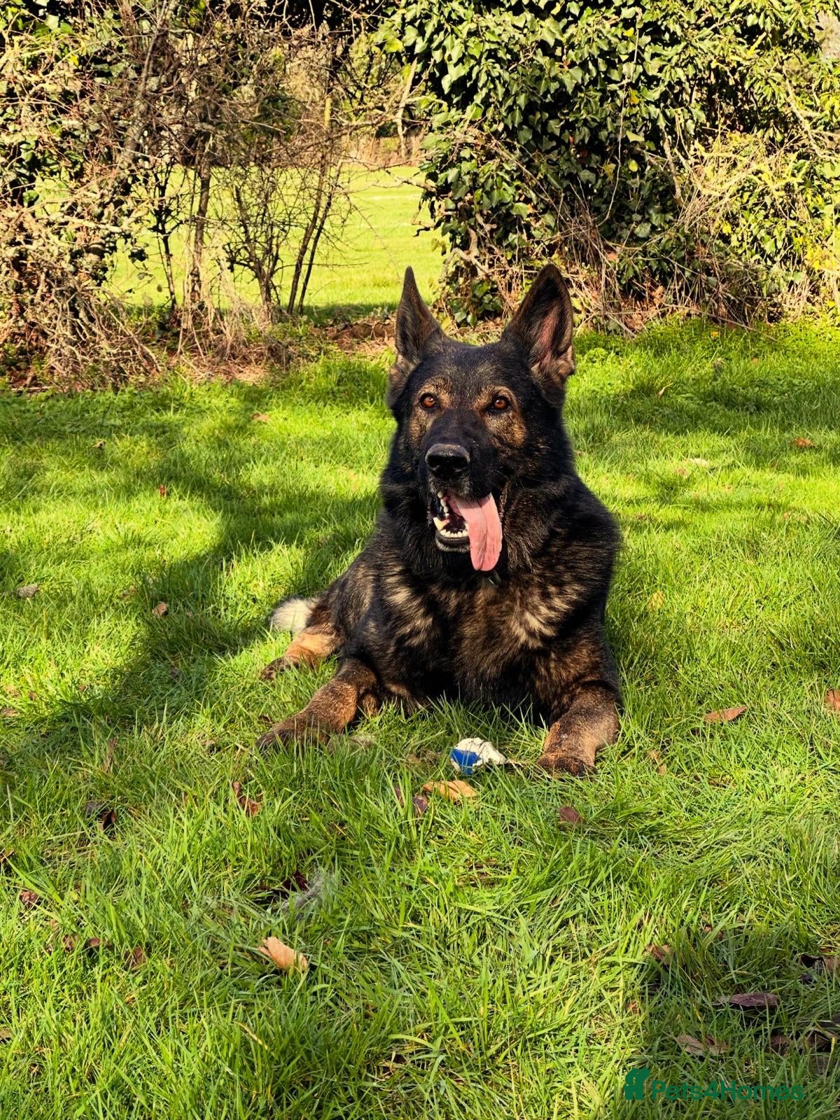 German Shepherd dogs Proven Czech (DDR) Working Line GSD - Advert 2