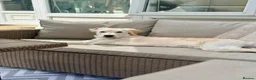 Golden Retriever dogs for sale: 7 month old Golden retriever  in Derby - Advert 5