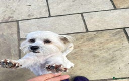Mixed Breed dogs for adoption: Charming Chewy  - Image 4