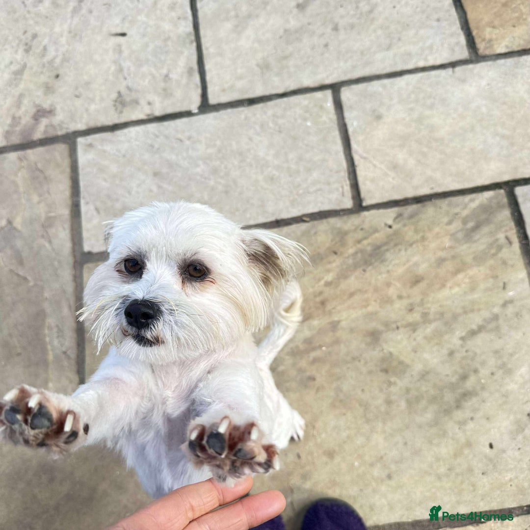 Mixed Breed dogs for adoption: Charming Chewy  - Image 4