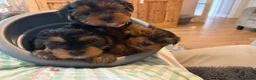 Yorkshire Terrier dogs for sale: Beautiful Yorkie pups ready to leave now  - Advert 23