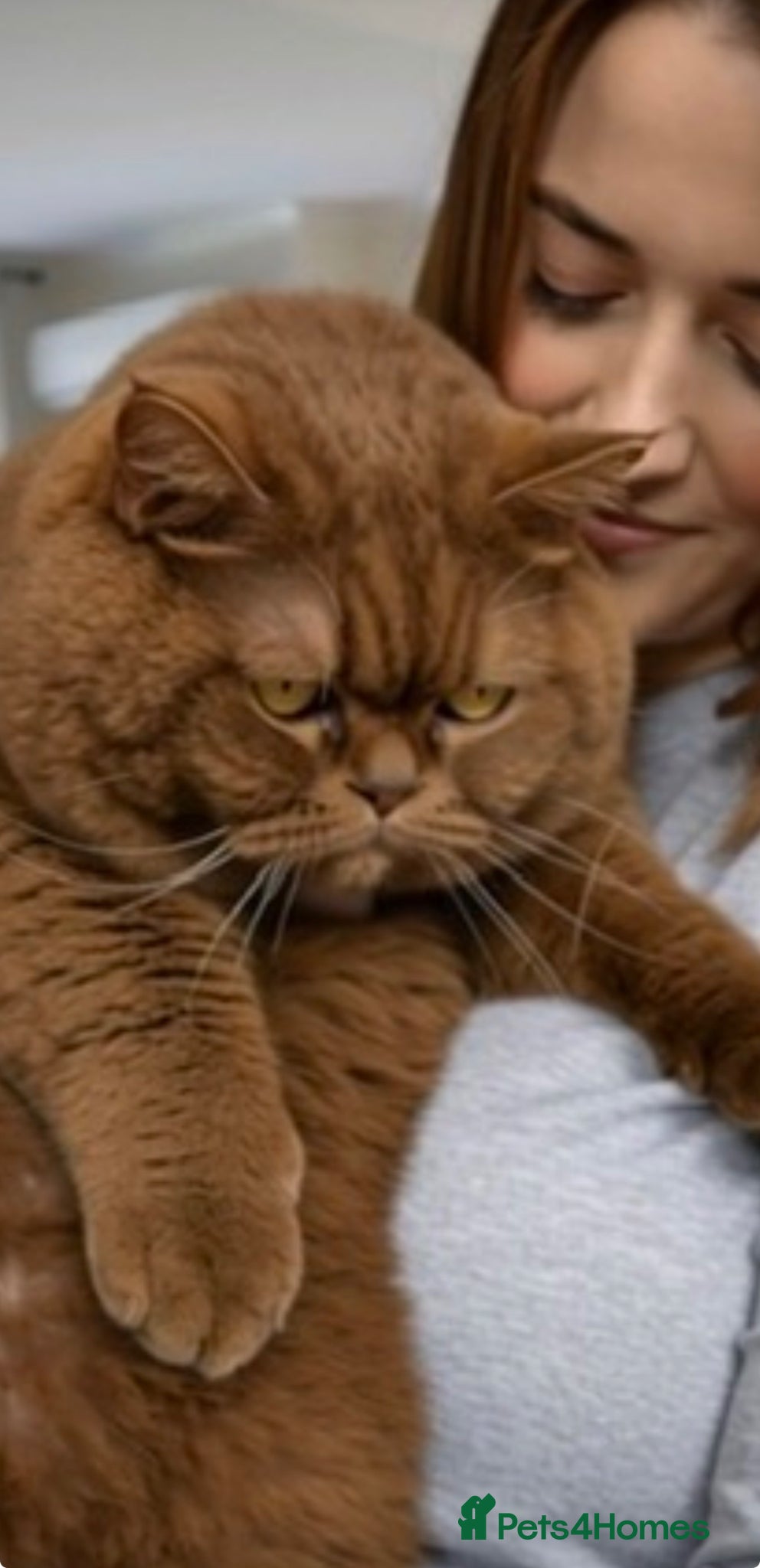 British Shorthair cats 2 retired queens  - Advert 1