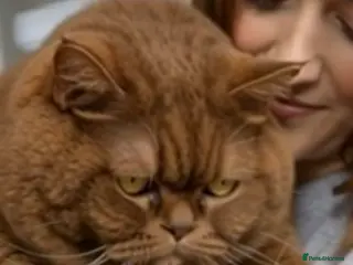 British Shorthair cats 2 retired queens - Advert 1