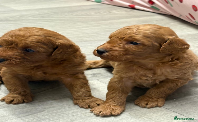 Jackapoo dogs - Advert 2