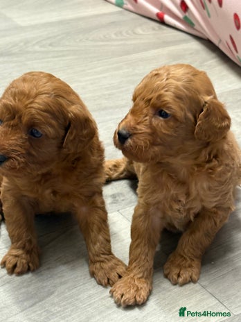 Jackapoo dogs - Advert 2