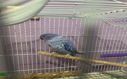 Ringnecks birds for sale: Voilot coloured ringneck for sale  - Image 12