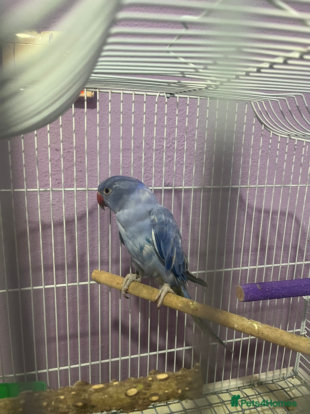 Ringnecks birds for sale: Voilot coloured ringneck for sale  - Image 12
