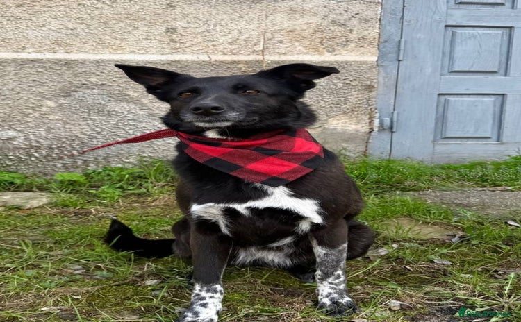 Mixed Breed dogs ❤️Carmen — 3,5-4 years old small-to-medium girl❤️ - Advert 1