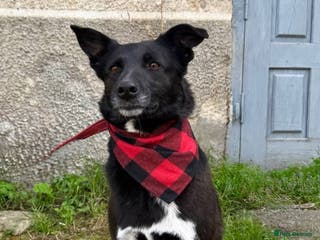 Mixed Breed dogs ❤️Carmen — 3,5-4 years old small-to-medium girl❤️ - Advert 20