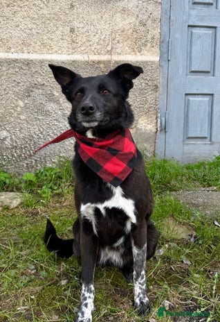 Mixed Breed dogs ❤️Carmen — 3,5-4 years old small-to-medium girl❤️ - Advert 1