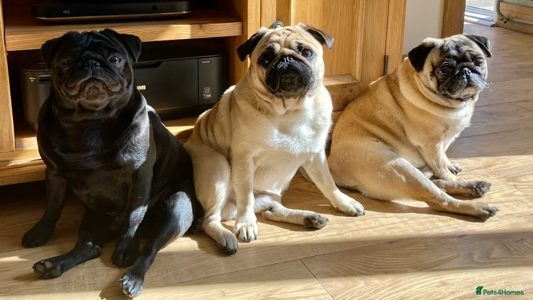 Pug dogs for stud: Health tested black pug stud  in Stevenage - Advert 19