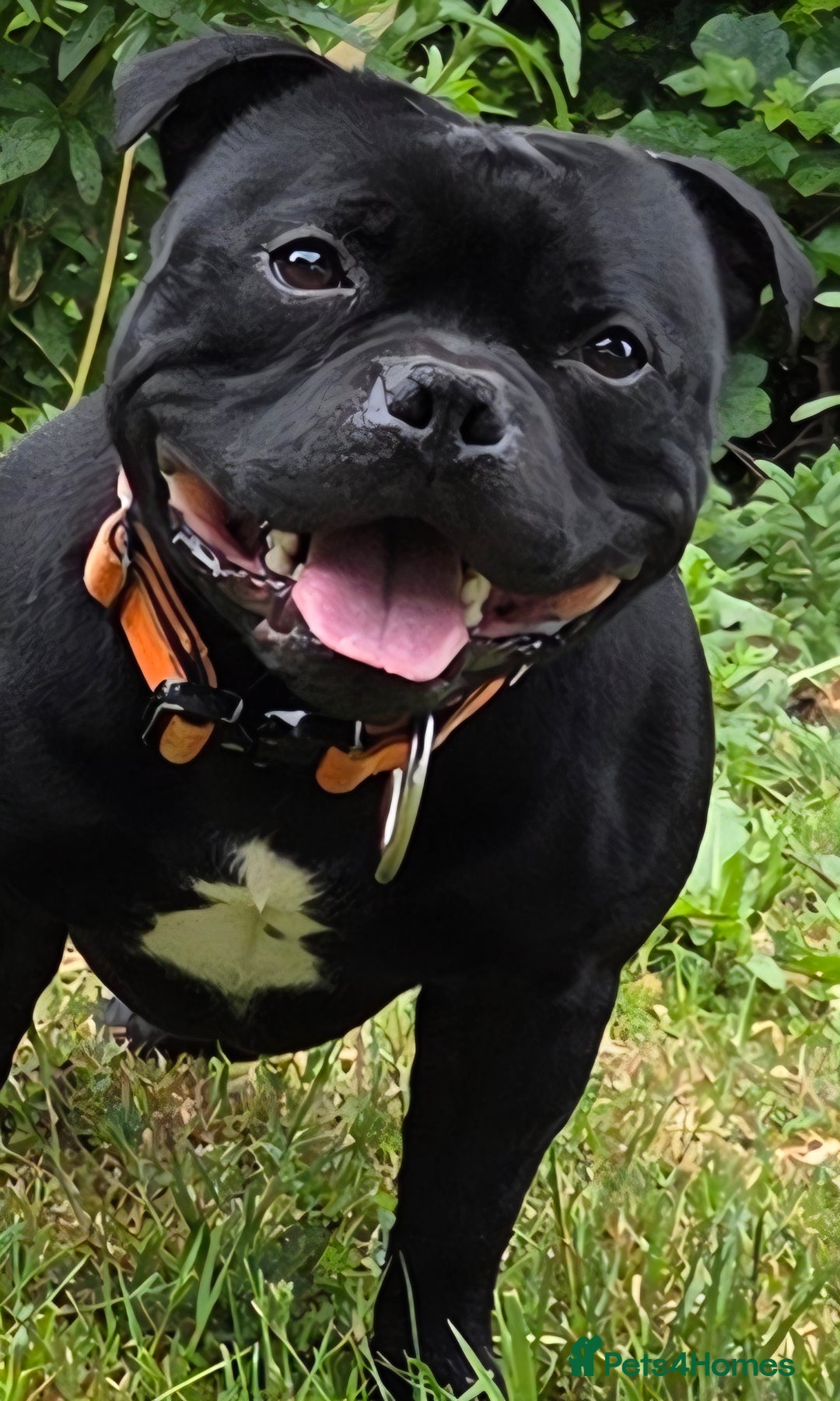 Staffordshire Bull Terrier dogs for stud: **OUTSTANDING**KC REGISTERED**MAXIMUS** - Advert 19