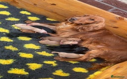 Cockerdor dogs for sale: 9 gorgeous cockerdor puppies  - Image 10