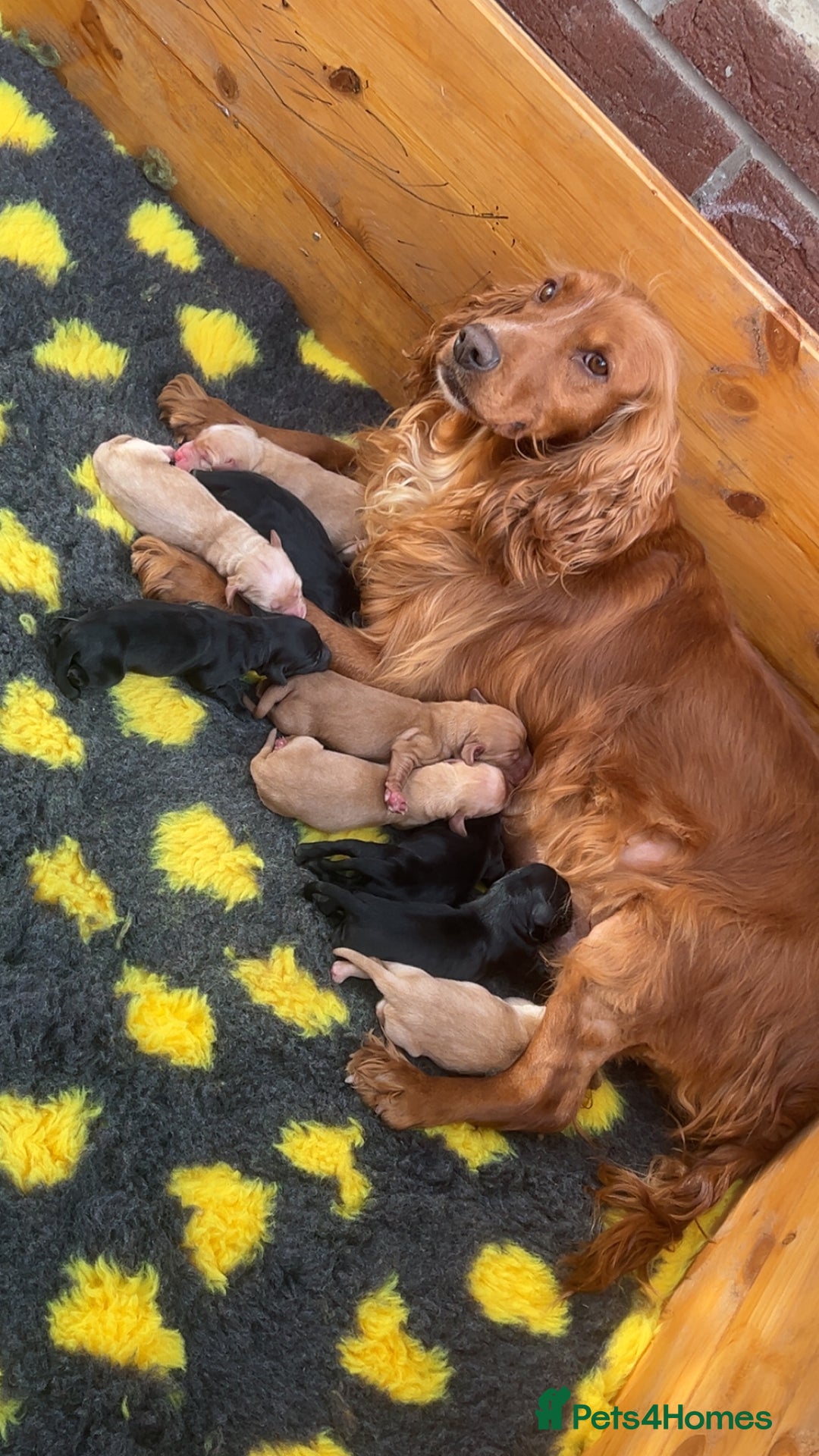 Cockerdor dogs for sale: 9 gorgeous cockerdor puppies  - Image 10