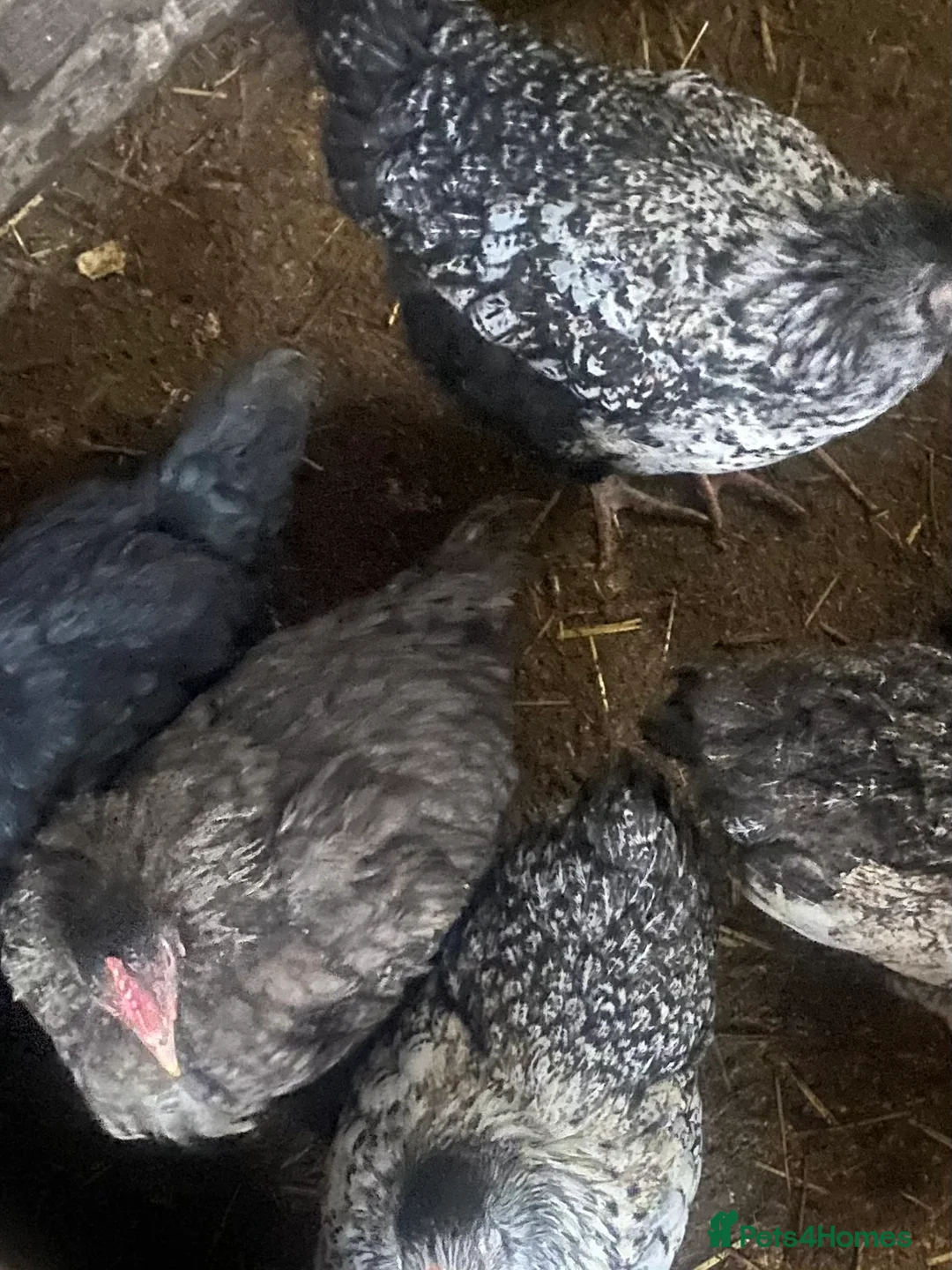 Chickens poultry for sale: Poultry for sale  - Advert 6