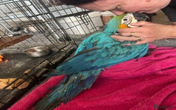 Macaws birds for sale: Hand reared blue & gold Macaw Chick - Image 27