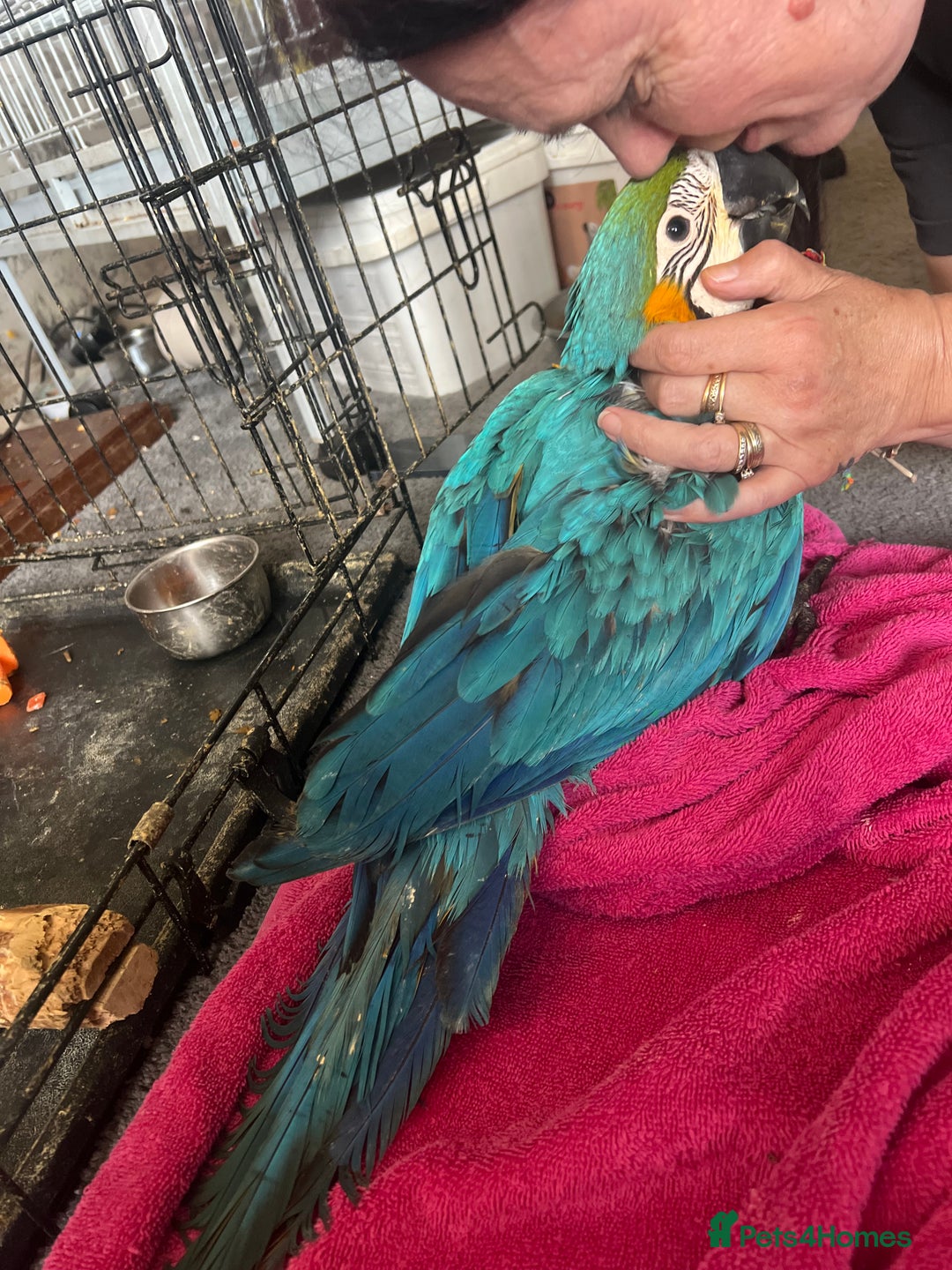 Macaws birds for sale: Hand reared blue & gold Macaw Chick - Image 27