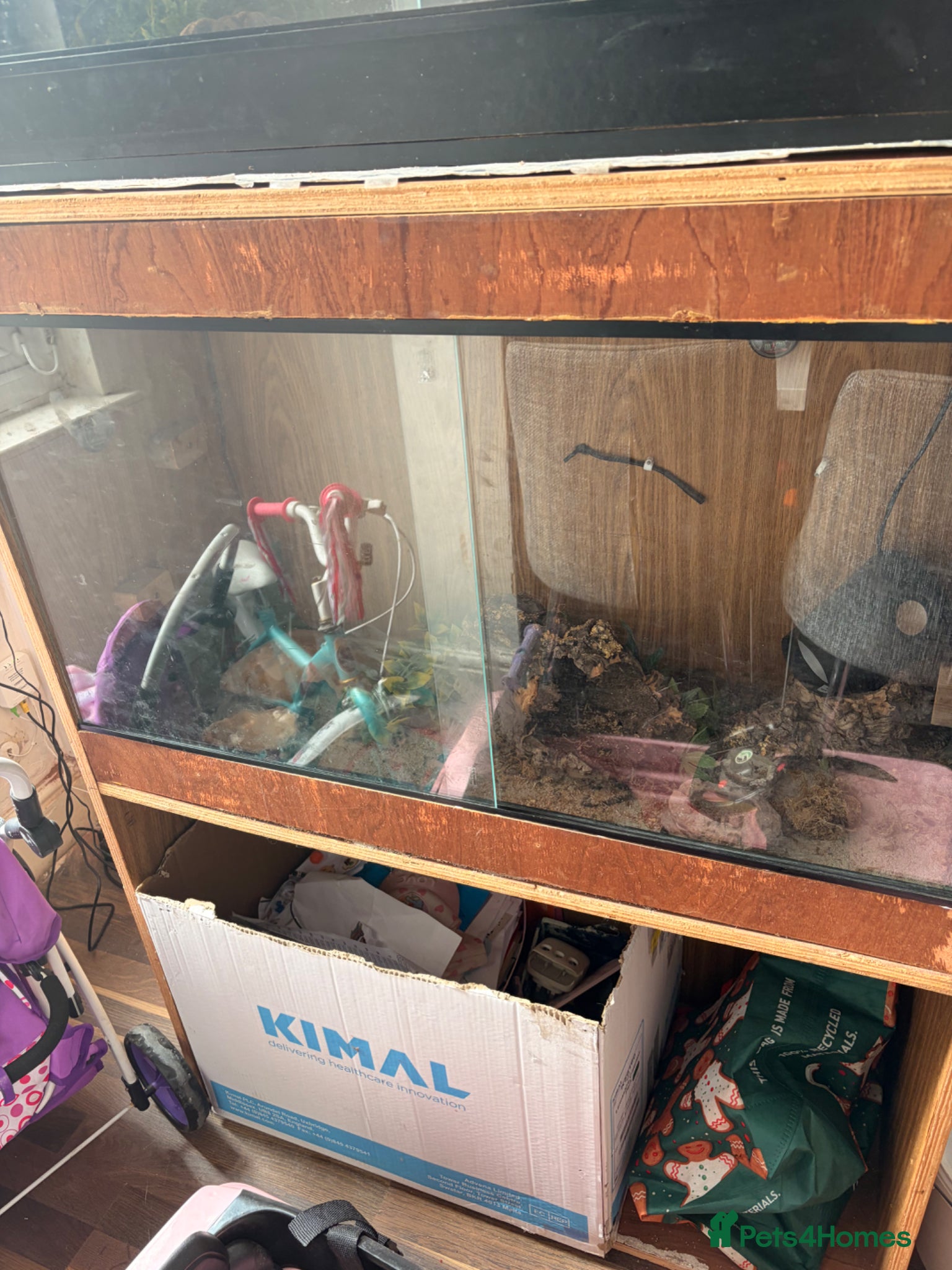 Gecko reptiles for sale: 2 leopard geckos with tanks and full set ups - Advert 2