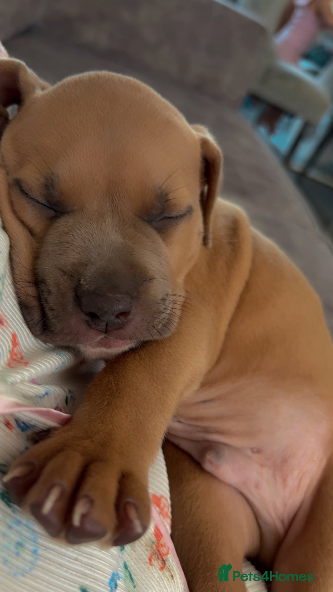 Mixed Breed dogs for sale: Both ready to leave now!   - Image 24