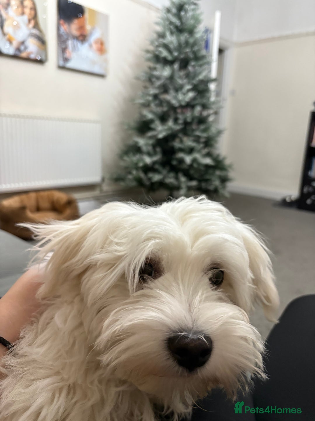 Maltese dogs for sale: Barney - Advert 3