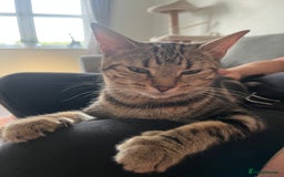 Bengal cats for sale: 1 grey bengal kitten.  - Image 7